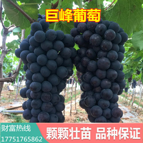 巨峰葡萄苗种植多少钱 巨峰葡萄苗种植价格 小麦优选