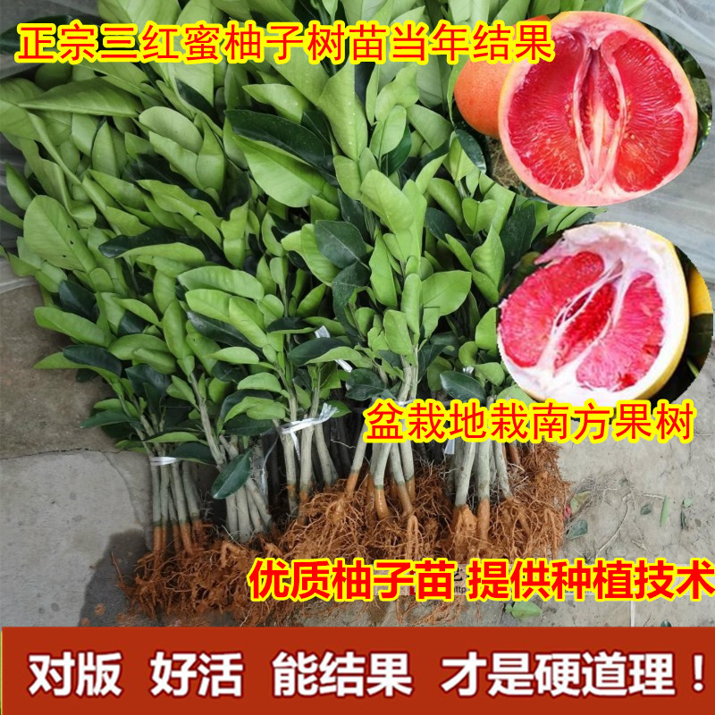 红肉柚子苗价格 红肉柚子苗图片 星期三 红肉柚子苗价格 红肉柚子苗图片 星期三