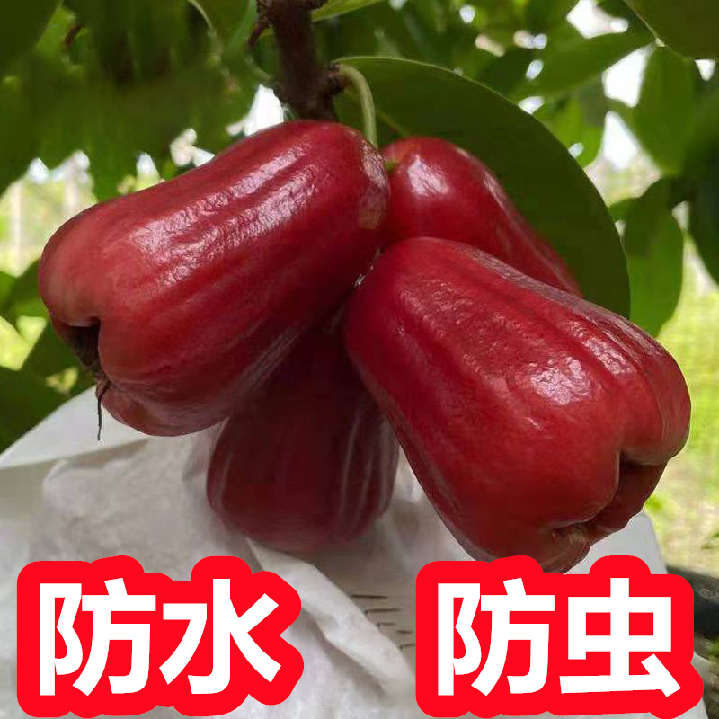 莲雾套袋专用袋 莲雾专用套袋 莲雾防虫袋莲雾水果套袋专用袋保护