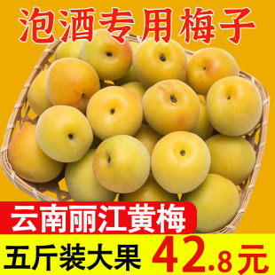 【正宗黄梅】泡酒专用黄梅5斤大果新鲜水果云南黄梅青梅鲜果现货