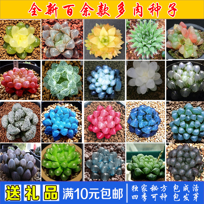 玉露种子价格 玉露种子图片 星期三 玉露种子价格 玉露种子图片 星期三
