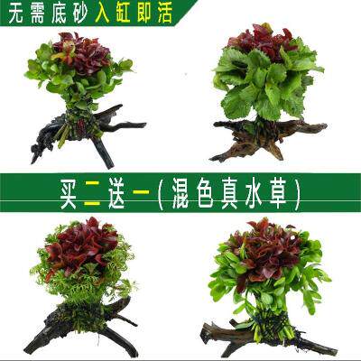 鱼缸里放水草价格 鱼缸里放水草图片 星期三