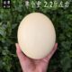 鸵鸟蛋 新鲜食用蛋小号初生蛋自家养殖驼鸟蛋高营养自己吃 包邮