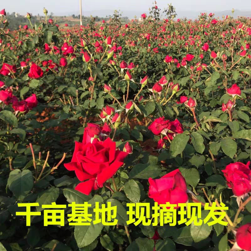 现货新鲜玫瑰花可食用泡醋、无添加、零防腐剂 可泡茶、可做甜品