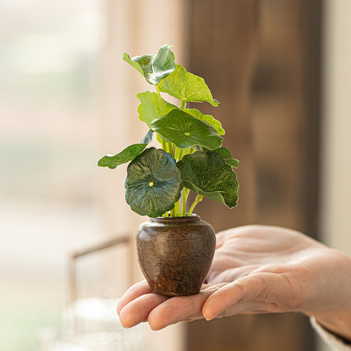 配送仿真铜钱草