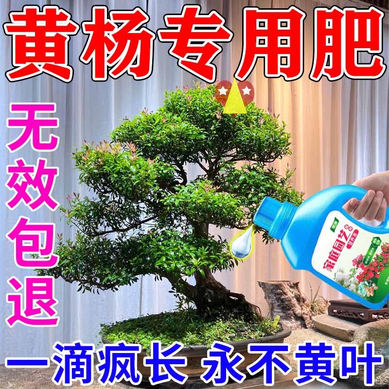 黄杨专用肥料树苗老桩大