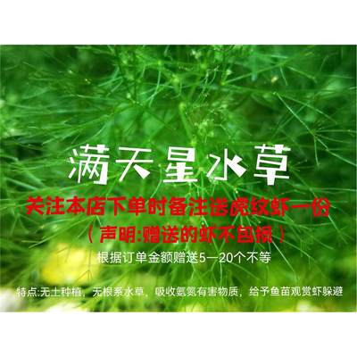 加关注送虾满天星水草阴