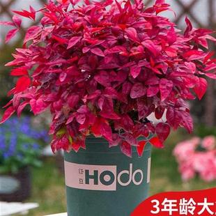 冬天不怕冻的绿植北方室外耐寒耐冻花卉不怕冷的花南天竹盘景植物