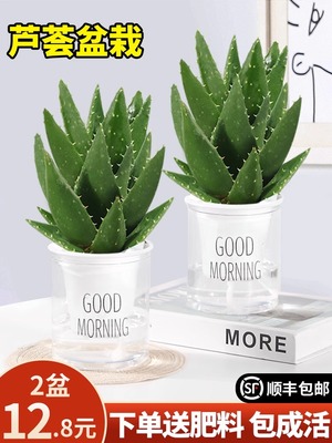 芦荟室内外不开花美观