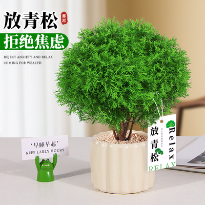 放青松绿植雾松室内小盆栽