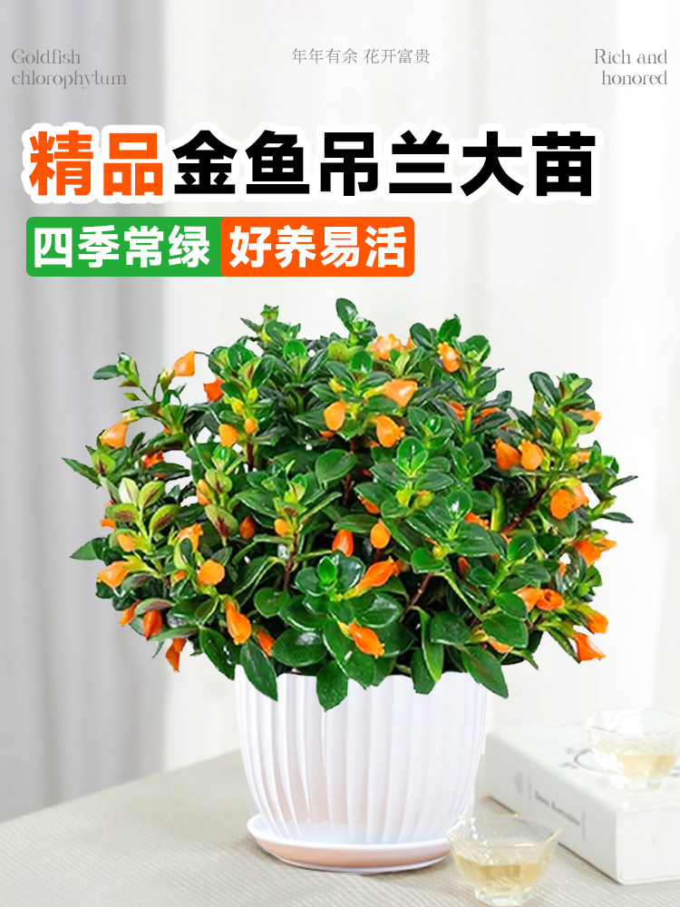 金鱼吊兰盆栽带花苞花卉植物室内花好养活常青绿植茉莉花四季开花