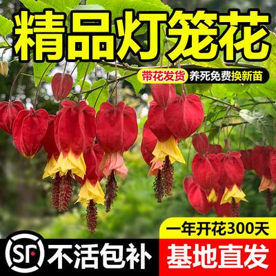 灯笼花盆栽四季开苗爬藤植物阳台