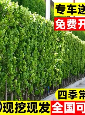 冬青树苗法国直立篱笆墙庭院围墙植物四季常青耐寒绿篱北海道黄杨