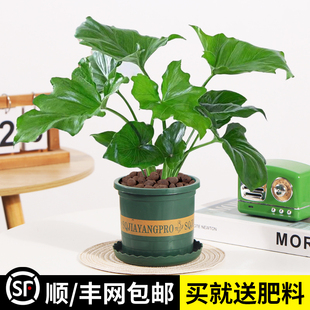 春羽绿植盆栽室内客厅花卉水养水生好养办公室绿萝春雨水培植物