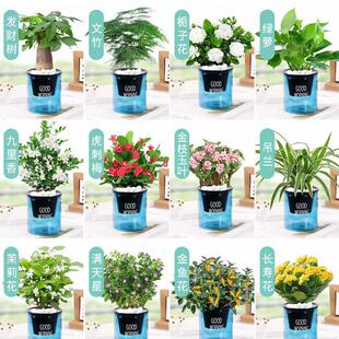 绿萝发财树文竹多肉花卉盆栽植物室内薄荷富贵竹水培小绿植好养活