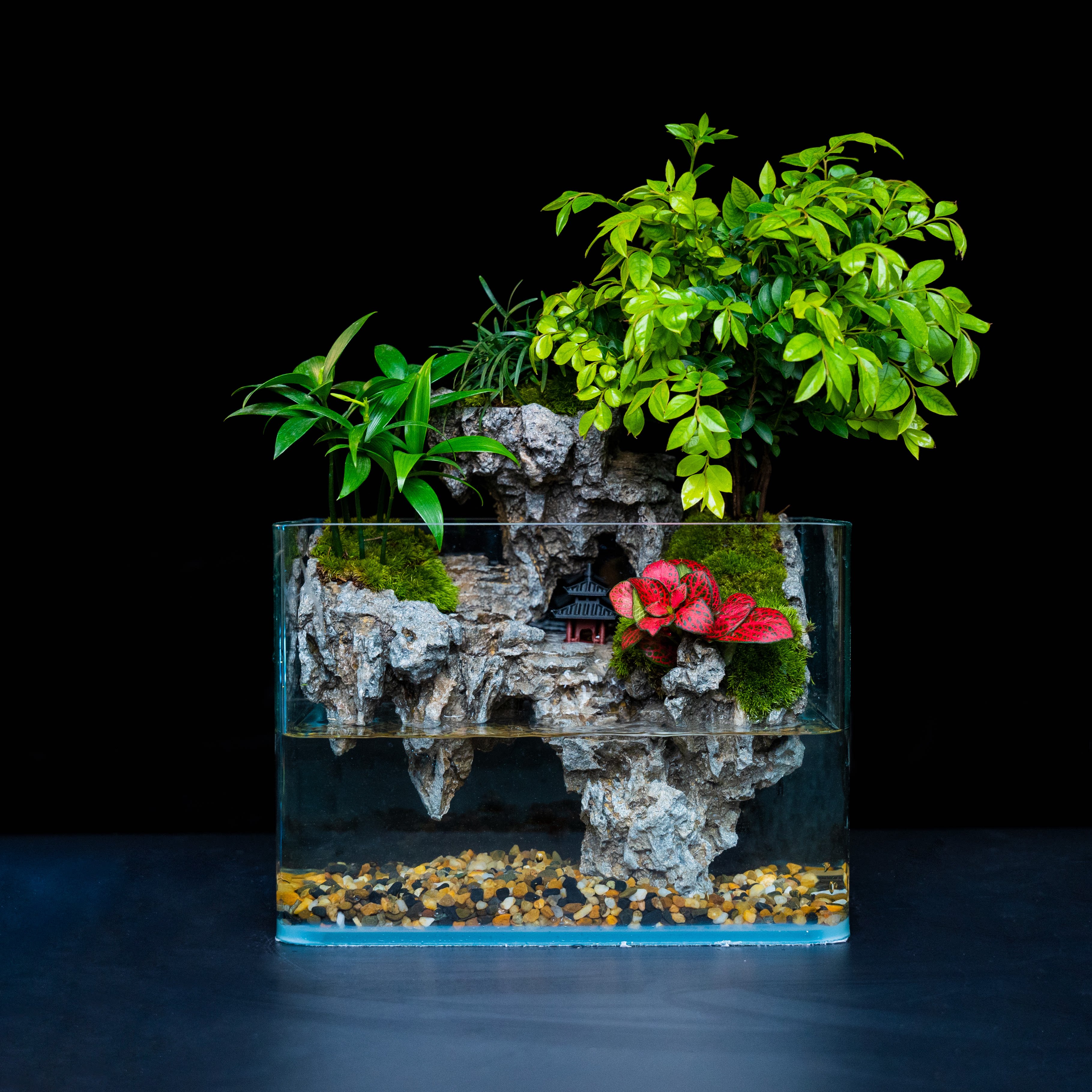【無也秘境】屿境—小叶紫檀竹柏真植物微景观盆栽DD