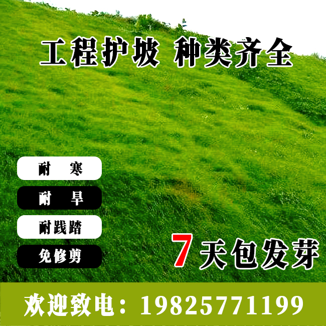 护坡草种子矿山边坡公路铁路河堤耐旱耐热绿化快速复绿喷播草种籽