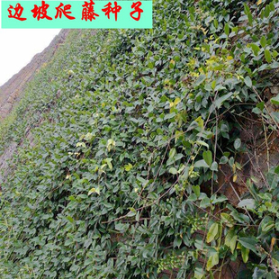 葛藤种子爬山虎苗牵牛花油麻藤边坡绿化矿山复绿护坡爬藤植物种籽