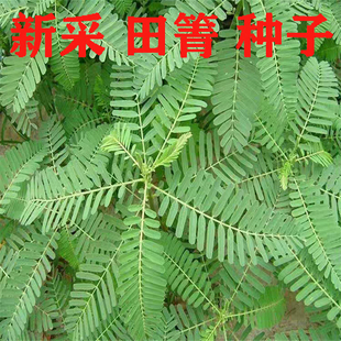 田箐种子别名碱菁涝豆耐涝耐旱盐碱土壤改良牧草果园固氮绿肥种籽