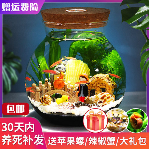 生态瓶微景观办公桌面造景斗鱼缸