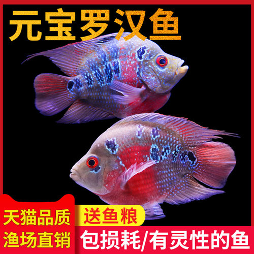 风水鱼血鹦鹉元宝罗汉热带观赏鱼