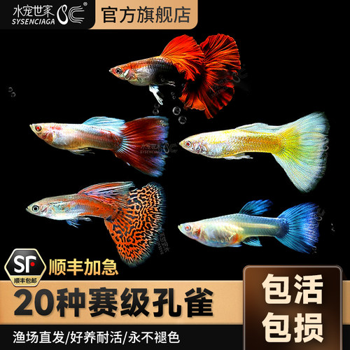 精品孔雀鱼热带观赏鱼胎生鱼