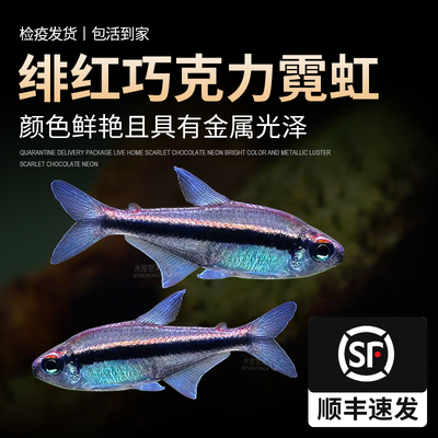 绯红巧克力霓虹草缸鱼群游观赏鱼小型灯鱼热带鱼南美鱼高端鱼