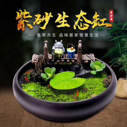 紫砂盘生态缸生态瓶水培植物DIY