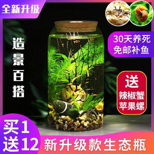 高脚杯免换水打理科学作业生态瓶