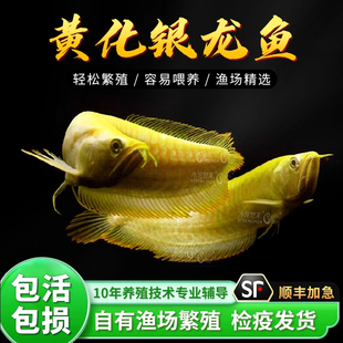 黄化银龙鱼七彩银龙鱼热带鱼观赏鱼淡水中大型招财鱼活体稀有幻彩