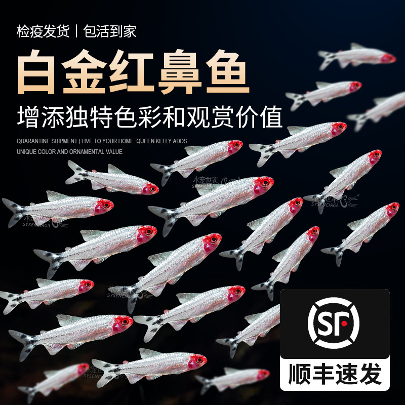 白金红鼻剪刀活体草缸热带观赏淡水黑尾大勾灯科小型红肚红绿灯
