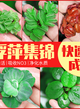 鱼缸造景肚兜浮萍水草圆心萍槐叶萍红毛丹水边水草活体造景装饰