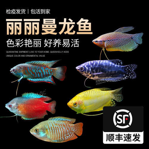 曼龙鱼观赏鱼五彩黄金马甲球鱼