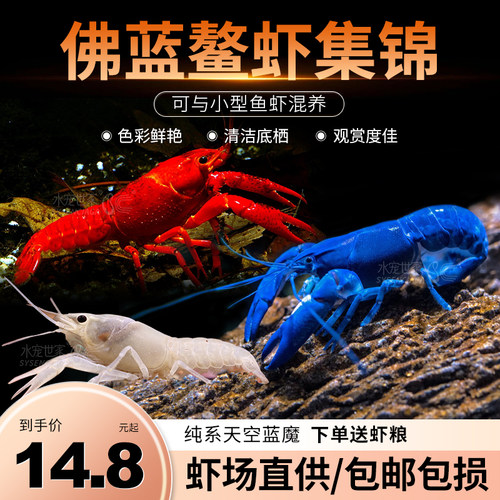 鳌虾观赏虾淡水冷水族耐活体宠物