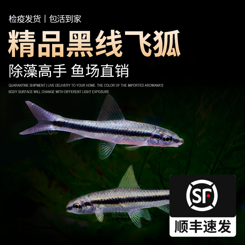 一线飞狐黑线飞狐除藻工具鱼活体