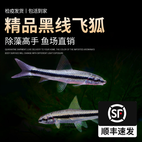 一线飞狐黑线飞狐除藻工具鱼活体