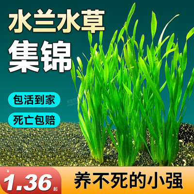 水兰水草大小水兰扭兰龙舌兰细叶水韭菜阴性前后景新手鱼缸造景