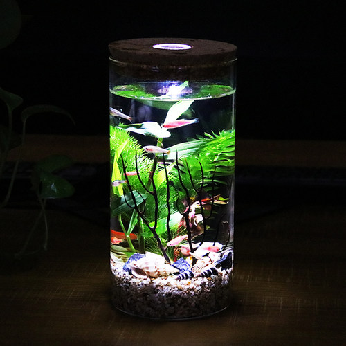 斗鱼活体生态瓶免换水免打理景观