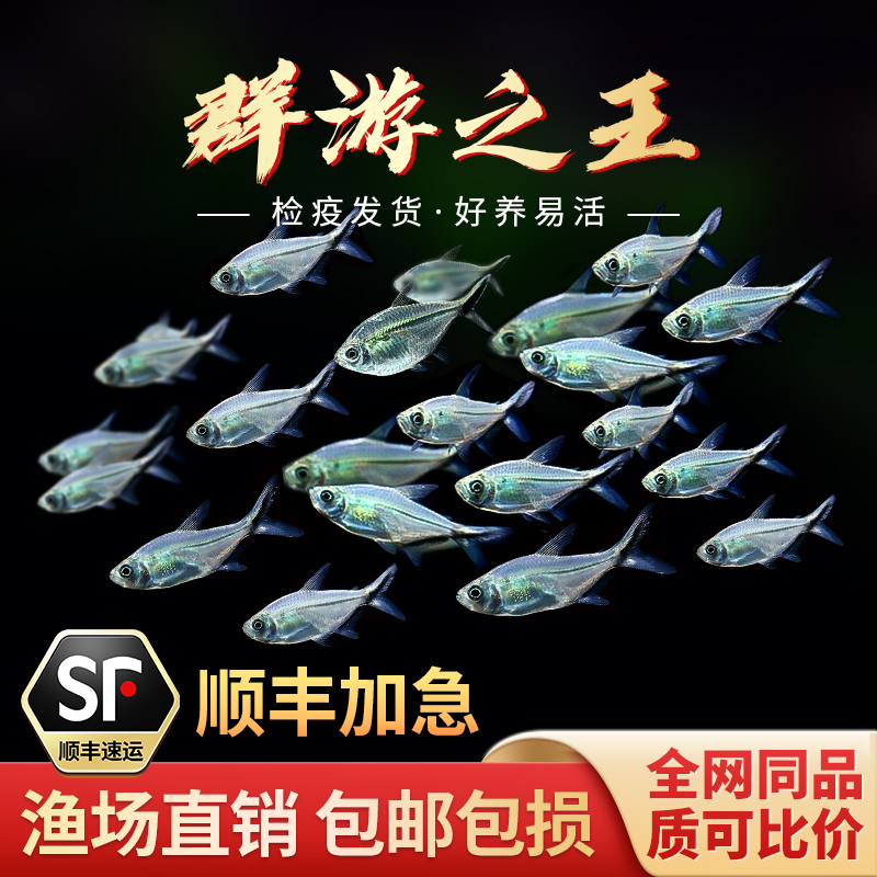黑尾大勾红大勾扯旗红绿灯群游鱼