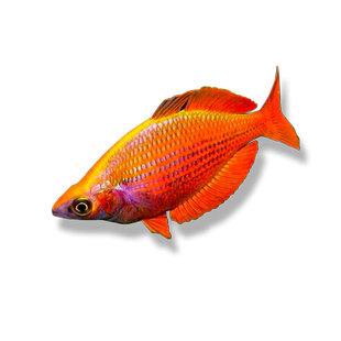 刚果美人热带鱼观赏鱼电光美人鸽子石美人鱼红绿灯活体鱼苗群游鱼