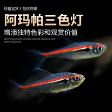 阿玛帕三色灯鱼观赏小鱼活体高端小型灯科鱼南美热带鱼灯鱼群游