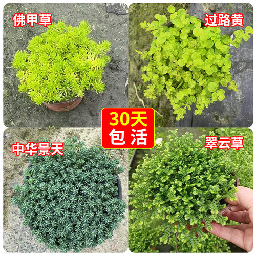 佛甲草盆栽绿植屋顶绿化庭院造景