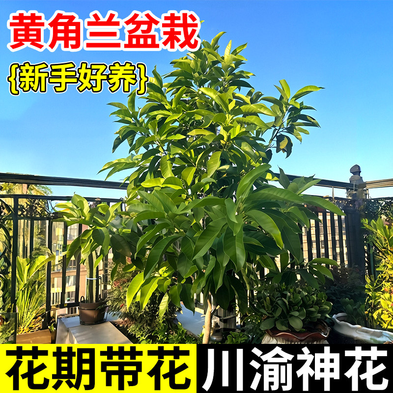 黄角兰盆栽白兰花树苗浓香驱蚊当面开花黄桷兰阳台绿植观赏植物
