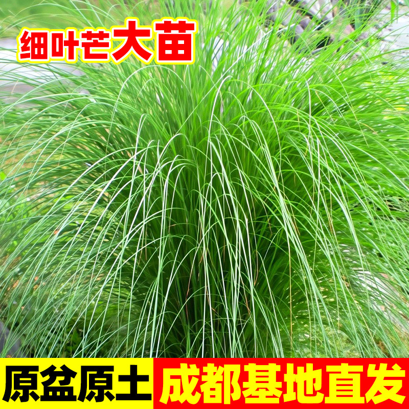 细叶芒地被植物盆栽苗京芒草庭院造景芒草多年生观赏草细叶针茅