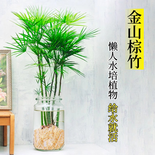 【水培新宠】精品金山棕竹旺宅竹