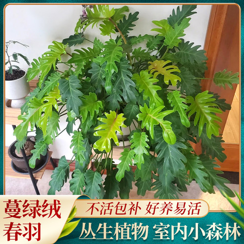 春羽蔓绿绒盆栽小天使客厅办公室桌面四季常青好养活观叶植物花卉