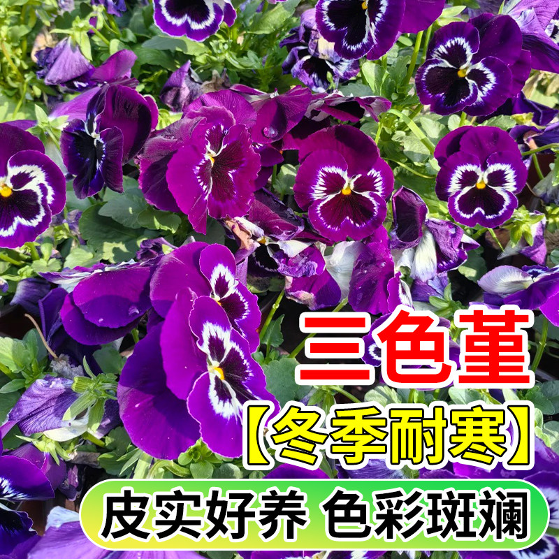 三色堇花苗盆栽基地直销草本花卉植物新手好养易成活庭院宿根花卉