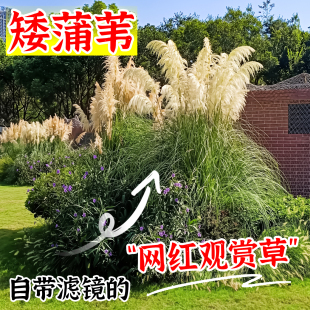 矮蒲苇陆地水生花卉花叶九尾狐蒲苇芦苇盆栽观叶绿植庭院地被芒草