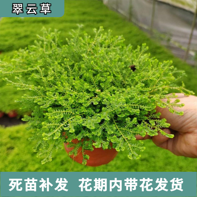翠云草盆栽绿地球常绿情人草绿植幸福绿地珊瑚蕨庭院蕨类造景植物