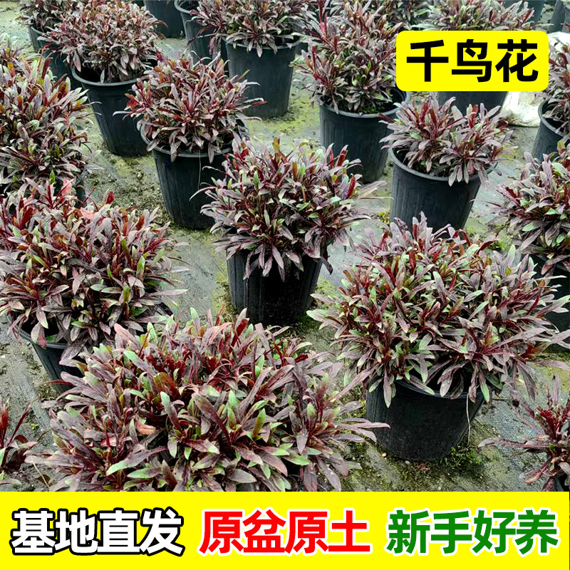 山桃草四季好养多年生草本花卉